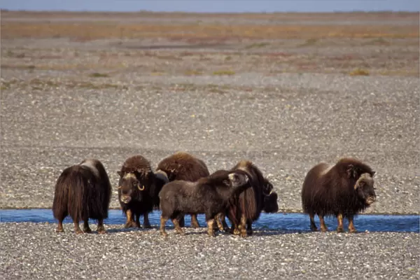 muskox, Ovibos moschatus, group along a river in the central Arctic coastal plain
