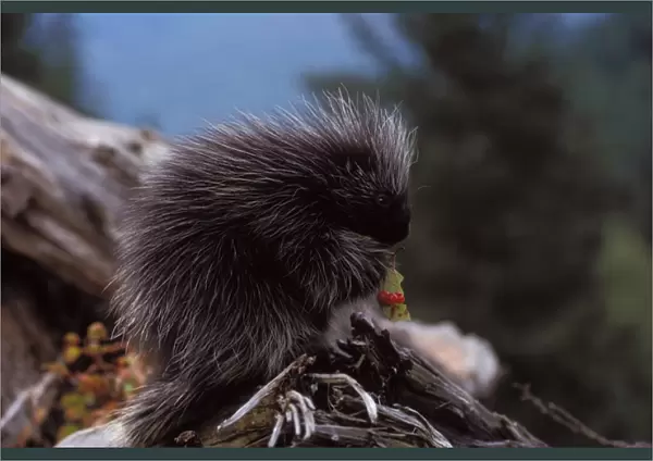 common porcupine, Erethizon dorsatum, feeding on high brush cranberry leaves, Takshanuk mountains