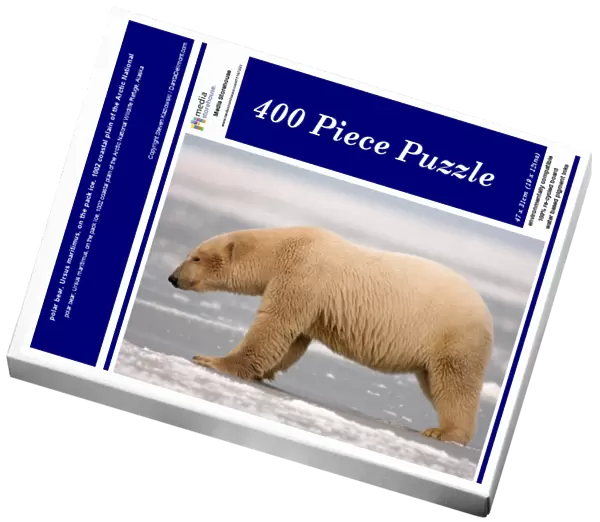 polar bear, Ursus maritimus, on the pack ice, 1002 coastal plain of the Arctic National