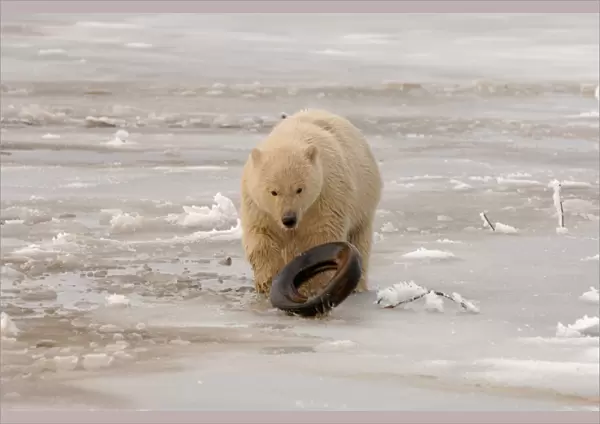 polar bear, Ursus maritimus, cub playing with a tire on the pack ice, 1002 coastal