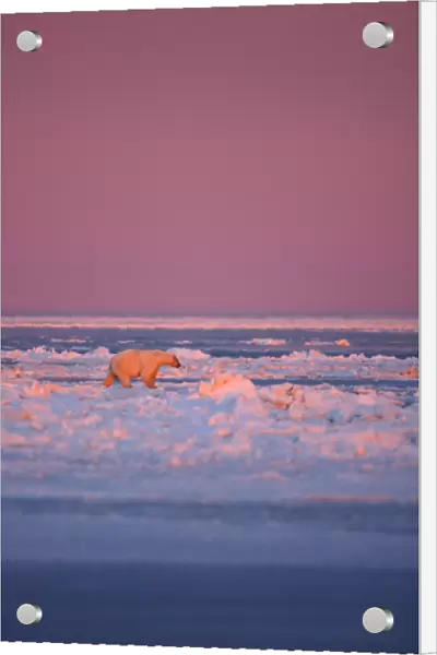 polar bear, Ursus maritimus, during fall pile up of rough ice, 1002 coastal plain