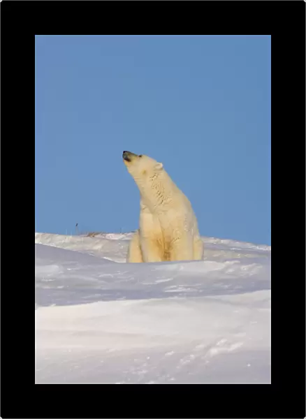 polar bear, Ursus maritimus, sow sitting outside her den scenting the air, mouth