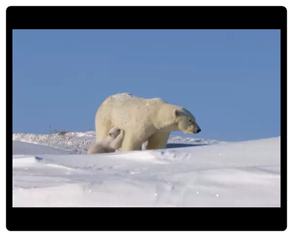 polar bear, Ursus maritimus, sow nurses its newborn spring cub outside their den