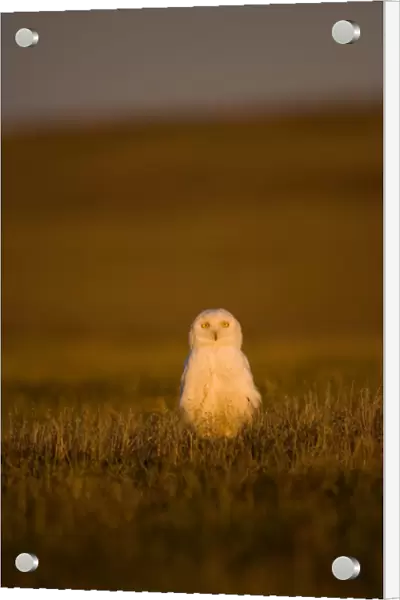snowy owl, Nycttea scandiaca, on tundra in the National Petroleum Reserves, outside Barrow