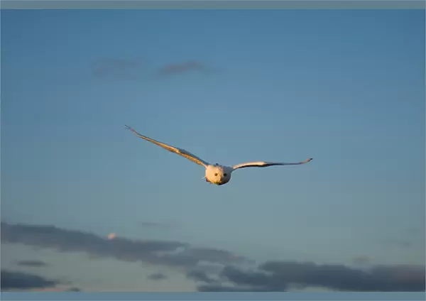 snowy owl, Nycttea scandiaca, in flight over the National Petroleum Reserves, outside Barrow