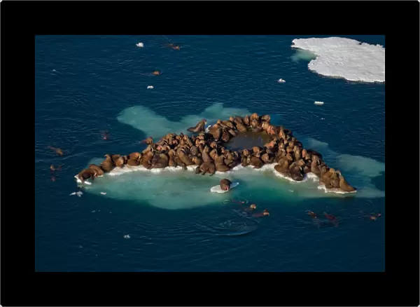 walrus, Odobenus rosmarus, herds resting on and swimming around chunks of pack ice