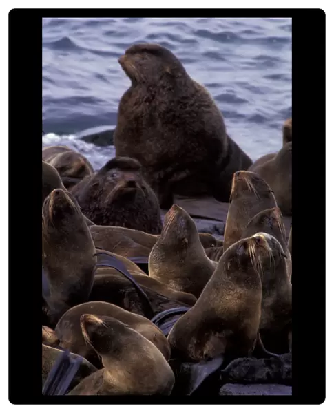 Alaska Northern fur seal  /  endangered (Callorhinus ursinus)