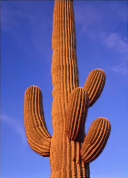 Multi armed Giant Saguaro cactus against a blue evening sky, Organ Pipe Cactus Nat l Monument