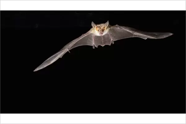 southern Arizona, USA, Pallid Bat, Antrozous pallidus. In flight, searching for