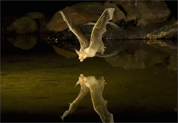 Southern Arizona, USA, Pallid Bat, Antrozous pallidus. In flight, swooping over a
