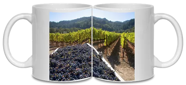 Harvested wine grapes in Napa Valley, California