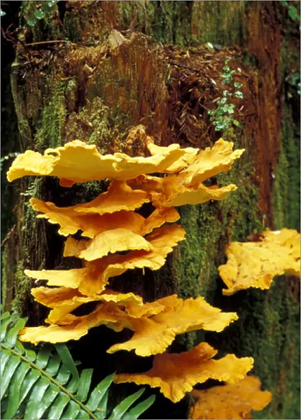 USA, California, Jedediah Smith Redwoods State Park Chicken mushroom (Laetiporus