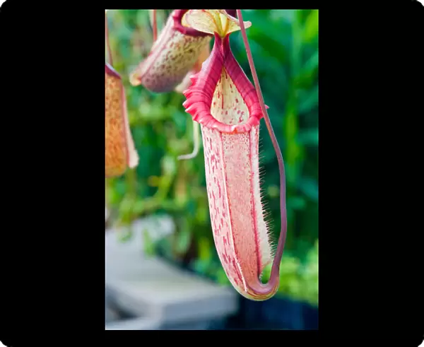 USA, California, San Francisco. The Nepenthes plant