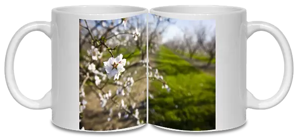 Almond blossoms (Prunus dulcis) in an orchard near Escalon, California