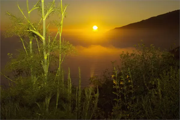 Sweet fennel, Foeniculum vulgare, and sunset over Big Sur coastline, California