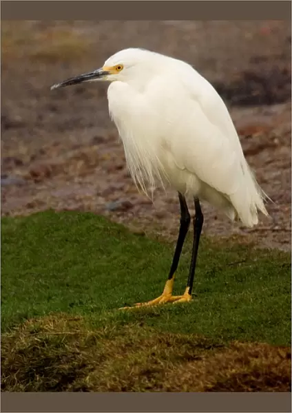 USA, California, Santee Lakes Recreation Area, Snowy Egret