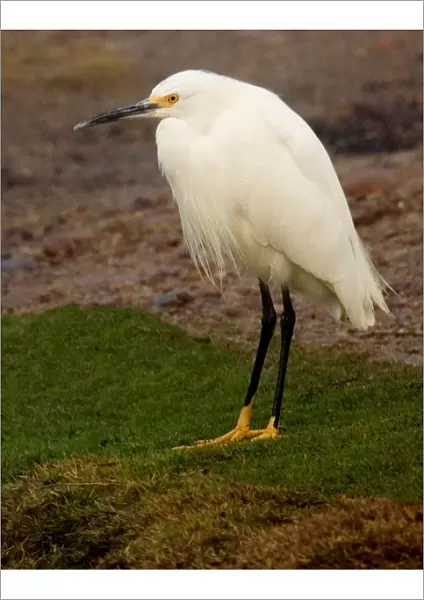 USA, California, Santee Lakes Recreation Area, Snowy Egret