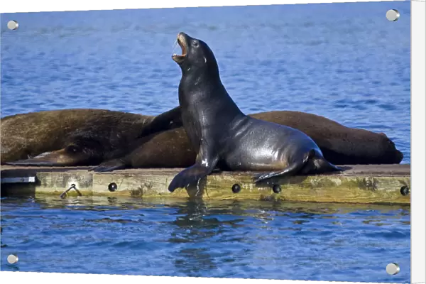 California Sea Lions rest on a dock in northern California