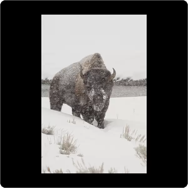 USA, Wyoming. Yellowstone National Park. Yellowstone Bison (Wild) in snow storm