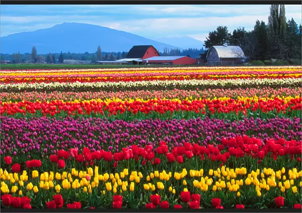 The Skagit Valley of Washington is noted for its tulips. There is a story, perhaps apocryphal
