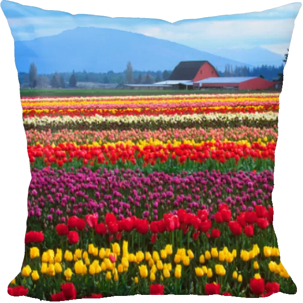 The Skagit Valley of Washington is noted for its tulips. There is a story, perhaps apocryphal