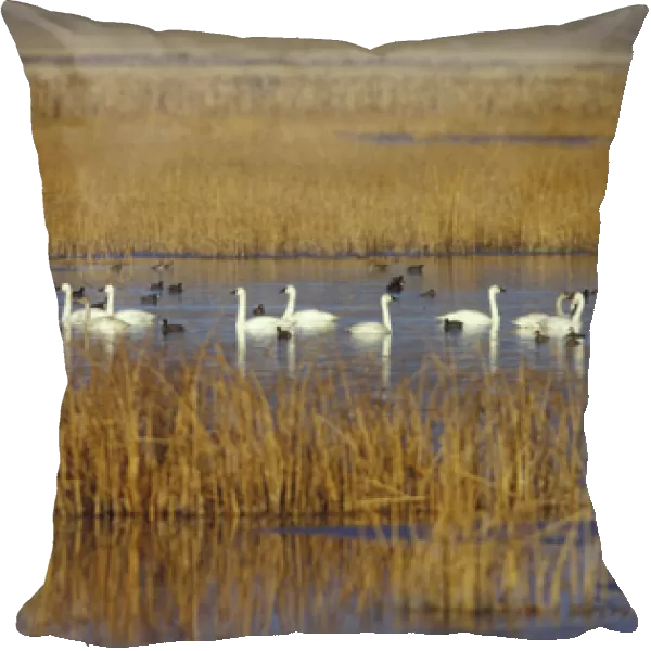 NA, USA, California, Klamath Basin Trumpeter swans, coots and ducks