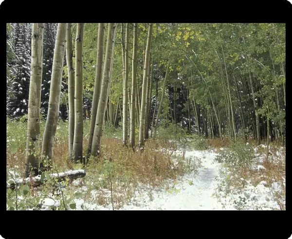 NA, USA, Colorado, White River National Forest Light snow and quaking aspen trees