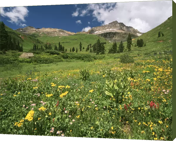 USA, Colorado, Mt Sneffels Wilderness Area, View of orange Sneezeweed, astens