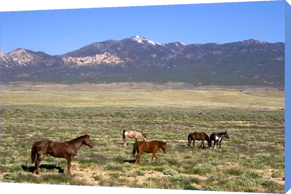 North America, USA, Colorado. Horses grazing on rangeland near Cortez