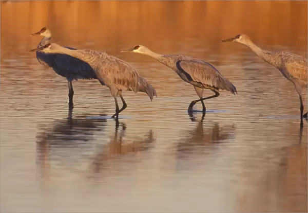 USA; Colorado, San Luis Valley, Monte Vista National Wildlife Refuge. Sandhill cranes lean