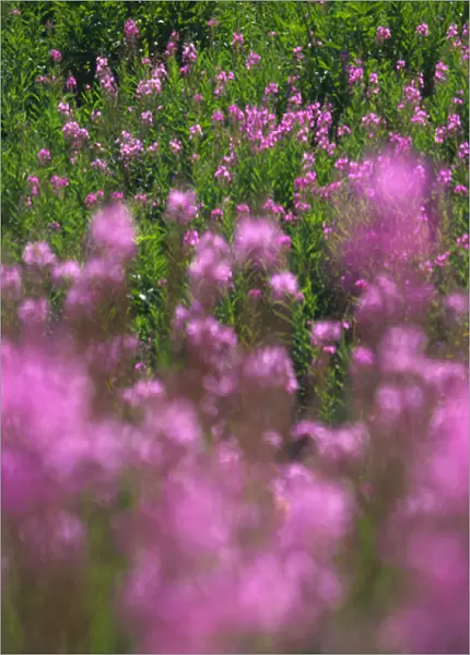 Meadow of fireweed