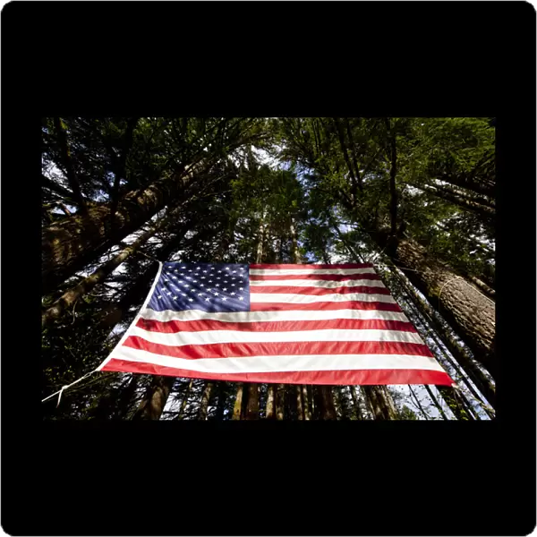 USA, Washington, Large American flag hanging from Douglas Fir trees in rainforest