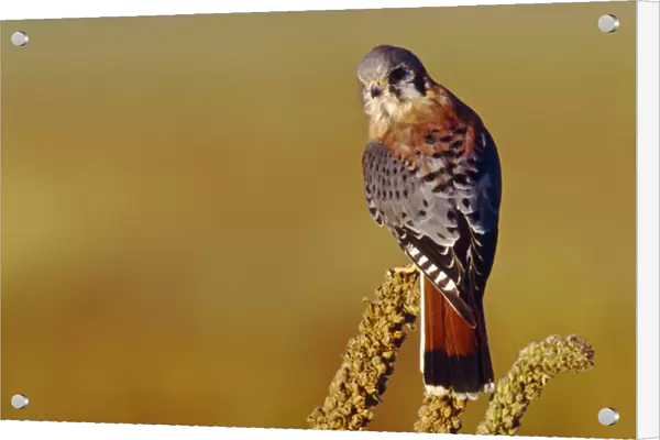 USA, Colorado, male American Kestrel (Falco sparverius)