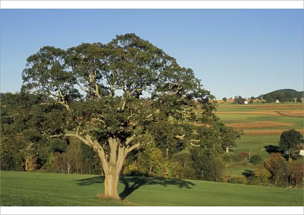 Kent, CT An Oak tree in a field in the Litchfield Hills of western Connecticut
