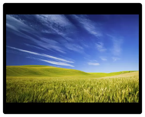 North America, USA, Washington, Spring Wheat Fields With Streaming Clouds