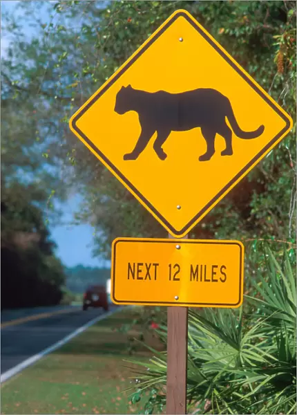 Panther crossing sign in the Florida everglades. traffic sign, panther, cougar