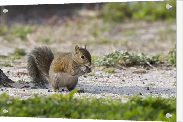 USA - Florida - Eastern Gray Squirrel eating