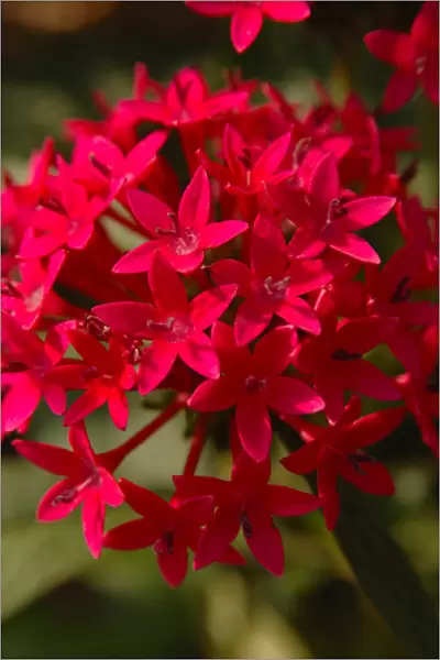North America, USA, Florida, Edgewater, red Pentas flower
