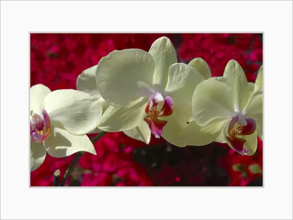 USA; Florida; Edgewater; Edgewater Landing; close-up of white orchid, Thalaenopsis