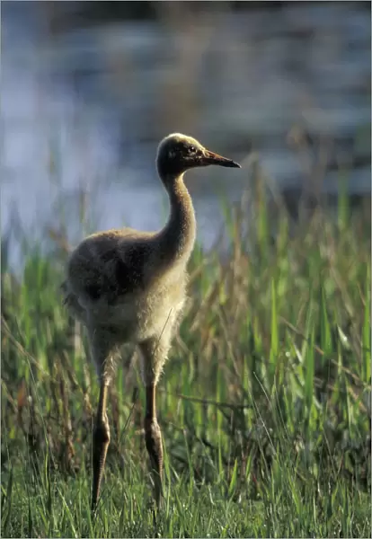 NA, USA, Florida, Central Florida 4-week-old Whooping crane chick (Grus americana)
