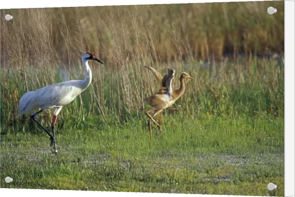 NA, USA, Florida, Central Florida Whooping crane chick (Grus americana) tries