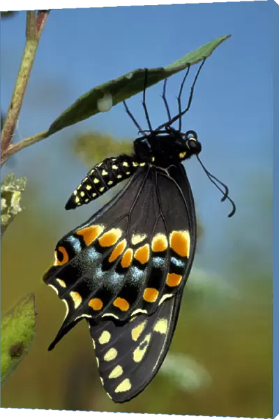 Black Swallowtail from chrysalis, Papiliopolyrenes asterius, Myakka River State Park, FL
