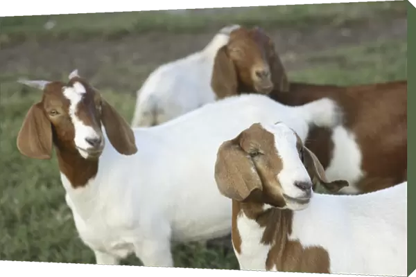 Boer goat does (not purebreds) Bushnell, FL
