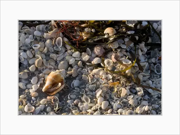 Shells on beach, Captiva Island, FL