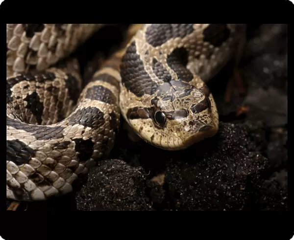 Eastern hognose snake, Heterodon platirhinos, controlled, Central Florida