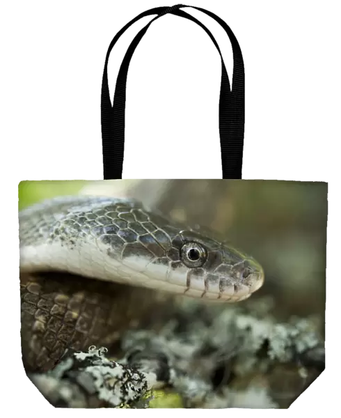 Yellow Rat Snake (Elaphe obsoleta quadrivittata ) CAPTIVE The Orianne Indigo