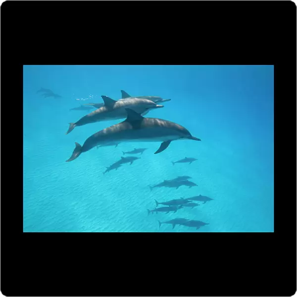 USA, Hawaii, Big Island, Underwater view of Spinner Dolphins (Stenella longirostris)