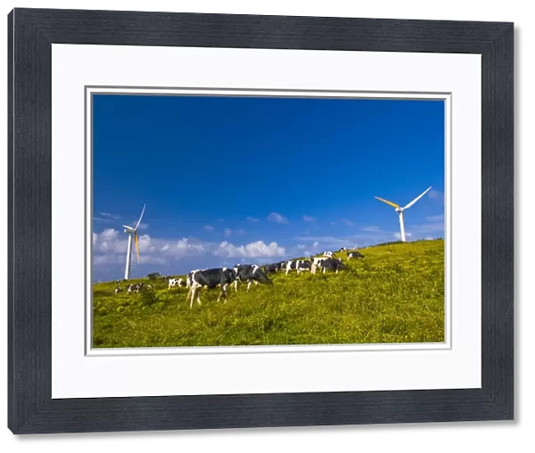 USA, Hawaii, North Kohala, Upolu Point. Cows grazing on the grass at a windmill farm