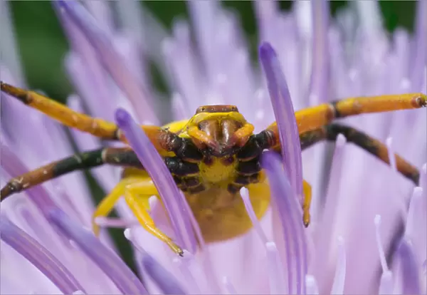 USA, Indiana, Fishers, River Road Park. Yellow crab spider on nodding thistle at high magnification