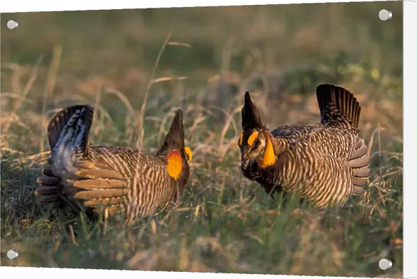 North America, USA, Kansas Greater prairie chicken (Tympanuchus cupido)